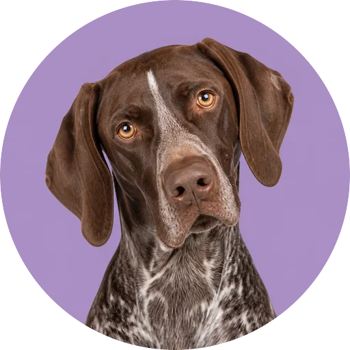 Retrato de cachorro da raça Braco Alemão com leve inclinação da cabeça em fundo lilás