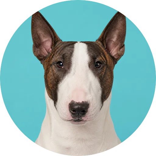 Retrato frontal de cachorro da raça Bull Terrier em fundo turquesa