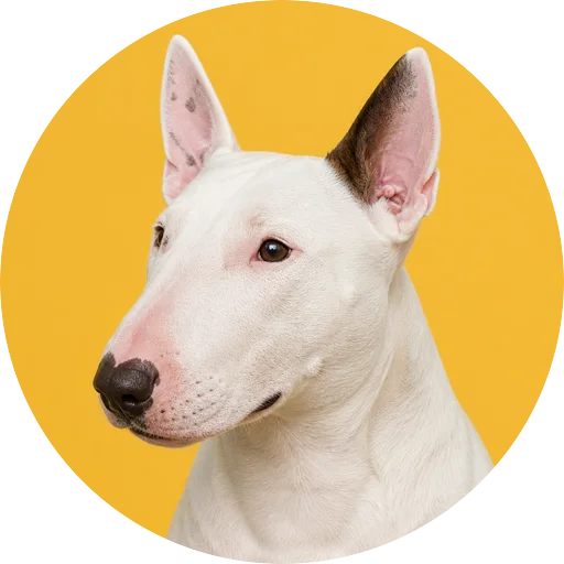Retrato em ângulo três quartos de cachorro da raça Bull Terrier em fundo mostarda