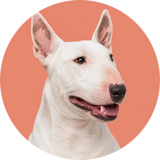 Retrato em ângulo três quartos de cachorro da raça Bull Terrier em fundo coral