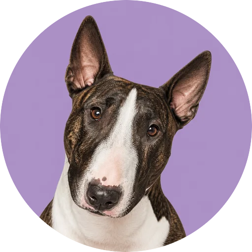 Retrato de cachorro da raça Bull Terrier com leve inclinação da cabeça em fundo lilás