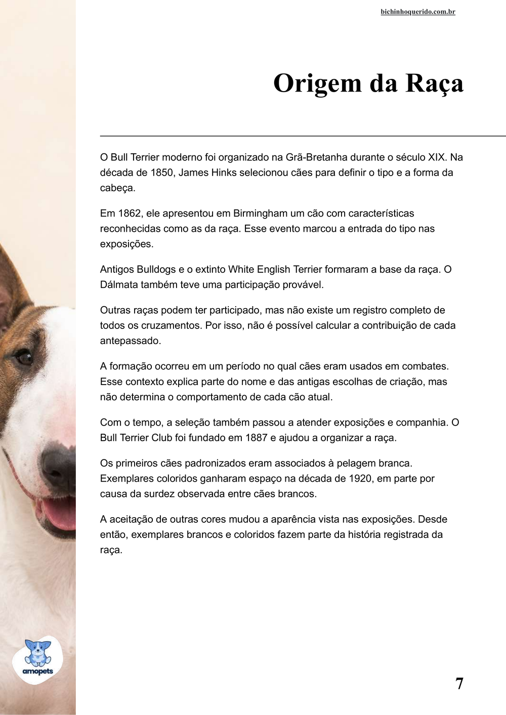 origem da raça no e-book Guia de Como Cuidar do Bull Terrier