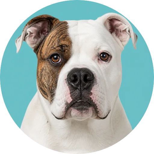 Retrato frontal de cachorro da raça Bulldog Americano em fundo turquesa