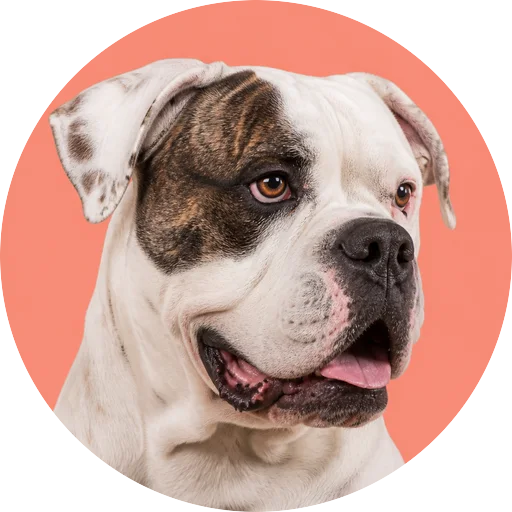 Retrato em ângulo três quartos de cachorro da raça Bulldog Americano em fundo coral