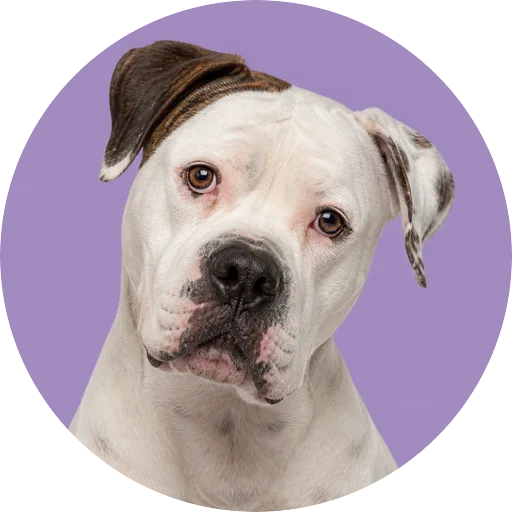 Retrato de cachorro da raça Bulldog Americano com leve inclinação da cabeça em fundo lilás