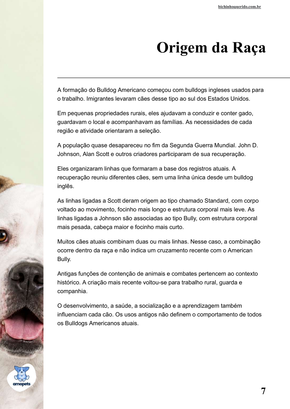 origem da raça no e-book Guia de Como Cuidar do Bulldog Americano