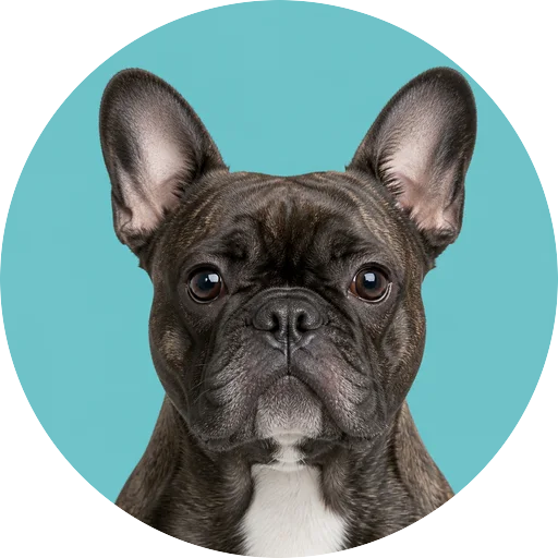 Retrato frontal de cachorro da raça Bulldog Francês em fundo turquesa