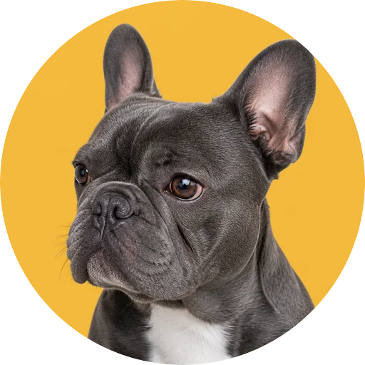 Retrato em ângulo três quartos de cachorro da raça Bulldog Francês em fundo mostarda