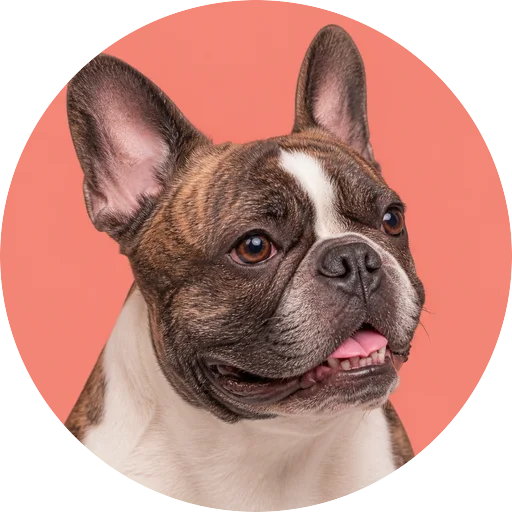 Retrato em ângulo três quartos de cachorro da raça Bulldog Francês em fundo coral