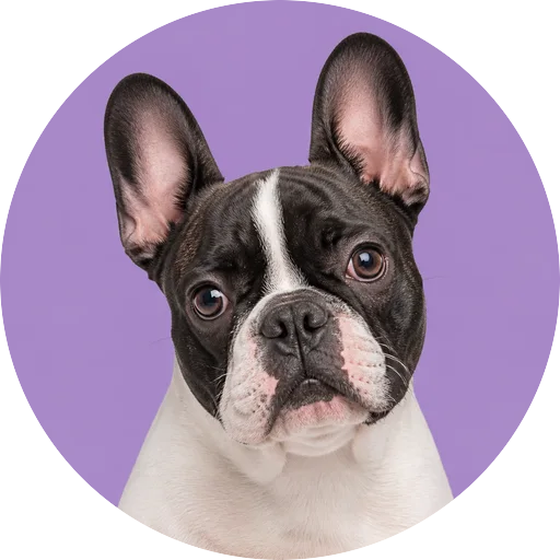 Retrato de cachorro da raça Bulldog Francês com leve inclinação da cabeça em fundo lilás