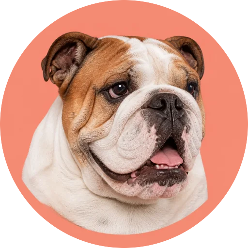 Retrato em ângulo três quartos de cachorro da raça Bulldog Inglês em fundo coral