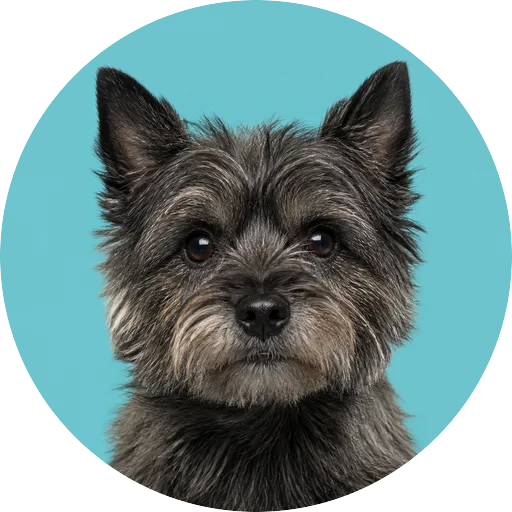 Retrato frontal de cachorro da raça Cairn Terrier em fundo turquesa