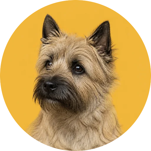 Retrato em ângulo três quartos de cachorro da raça Cairn Terrier em fundo mostarda