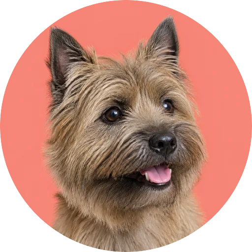 Retrato em ângulo três quartos de cachorro da raça Cairn Terrier em fundo coral