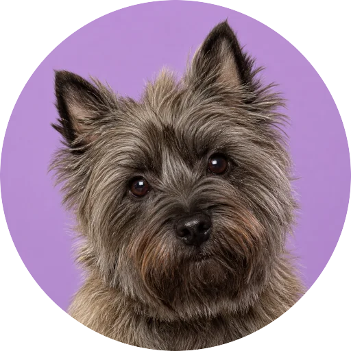 Retrato de cachorro da raça Cairn Terrier com leve inclinação da cabeça em fundo lilás