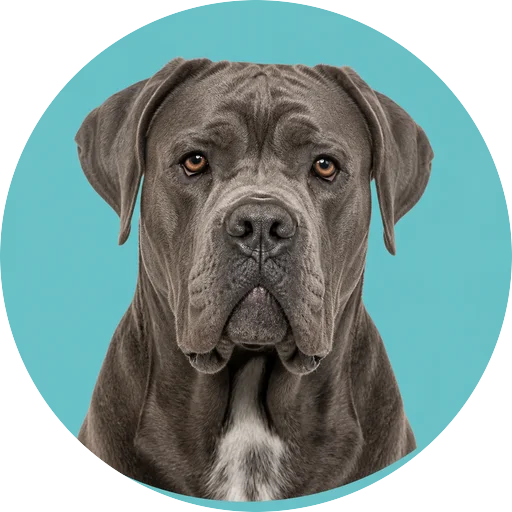 Retrato frontal de cachorro da raça Cane Corso em fundo turquesa