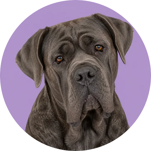 Retrato de cachorro da raça Cane Corso com leve inclinação da cabeça em fundo lilás