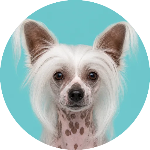 Retrato frontal de cachorro da raça Cão de Crista Chinês em fundo turquesa