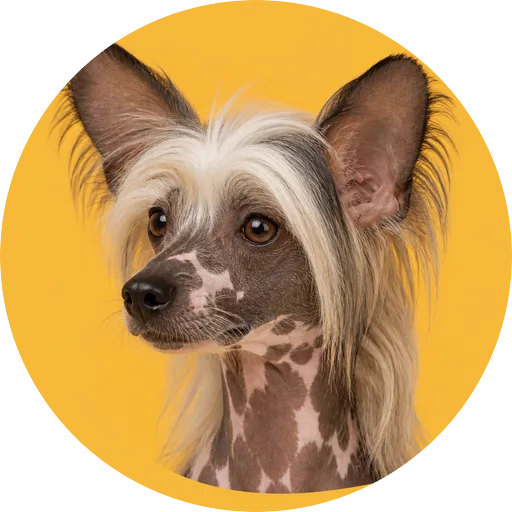 Retrato em ângulo três quartos de cachorro da raça Cão de Crista Chinês em fundo mostarda