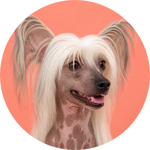 Retrato em ângulo três quartos de cachorro da raça Cão de Crista Chinês em fundo coral