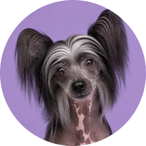 Retrato de cachorro da raça Cão de Crista Chinês com leve inclinação da cabeça em fundo lilás