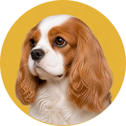 Retrato em ângulo três quartos de cachorro da raça Cavalier King Charles Spaniel em fundo mostarda