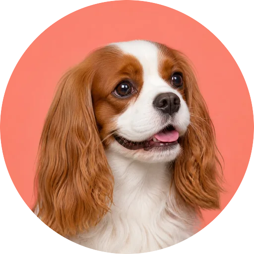 Retrato em ângulo três quartos de cachorro da raça Cavalier King Charles Spaniel em fundo coral