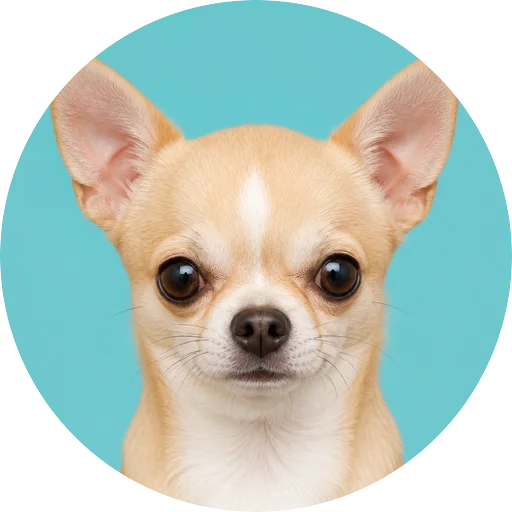 Retrato frontal de cachorro da raça Chihuahua em fundo turquesa