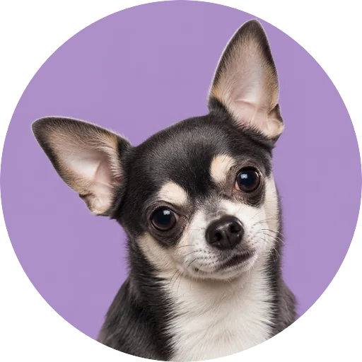 Retrato de cachorro da raça Chihuahua com leve inclinação da cabeça em fundo lilás