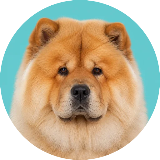 Retrato frontal de cachorro da raça Chow Chow em fundo turquesa