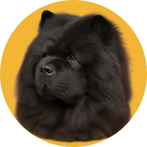 Retrato em ângulo três quartos de cachorro da raça Chow Chow em fundo mostarda