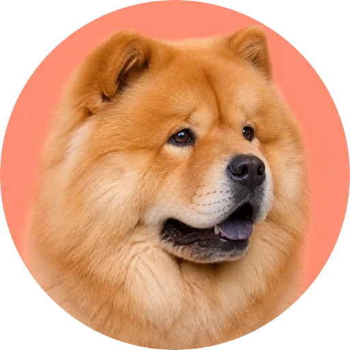 Retrato em ângulo três quartos de cachorro da raça Chow Chow em fundo coral