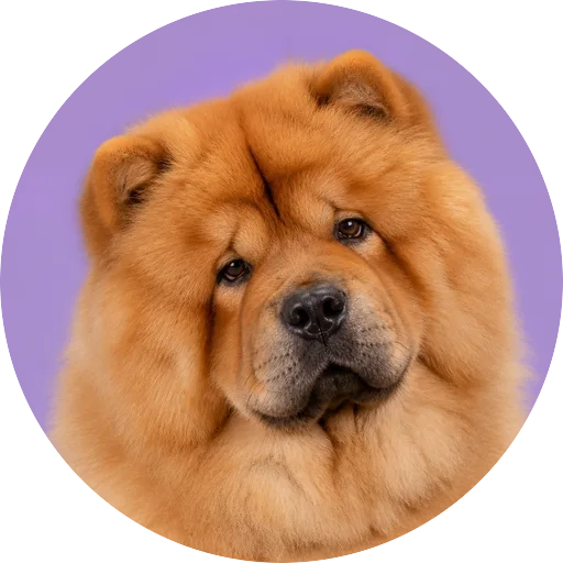 Retrato de cachorro da raça Chow Chow com leve inclinação da cabeça em fundo lilás