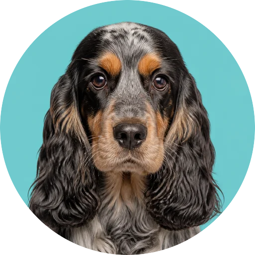 Retrato frontal de cachorro da raça Cocker Spaniel Americano em fundo turquesa