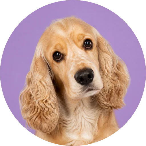 Retrato de cachorro da raça Cocker Spaniel Americano com leve inclinação da cabeça em fundo lilás