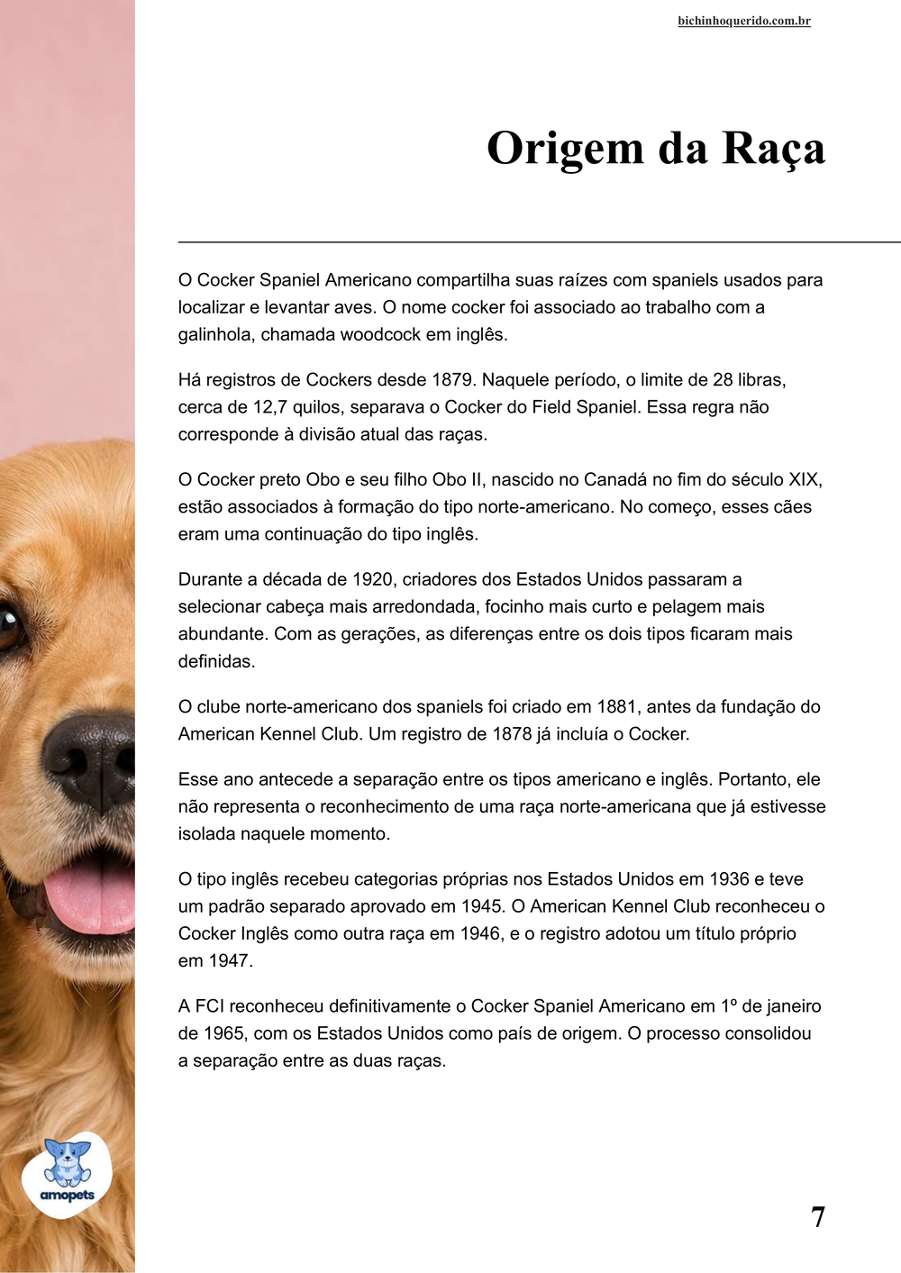 origem da raça no e-book Guia de Como Cuidar do Cocker Spaniel Americano