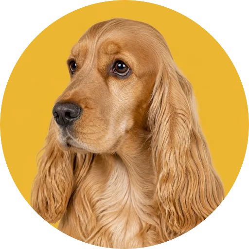Retrato em ângulo três quartos de cachorro da raça Cocker Spaniel Inglês em fundo mostarda