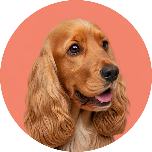 Retrato em ângulo três quartos de cachorro da raça Cocker Spaniel Inglês em fundo coral