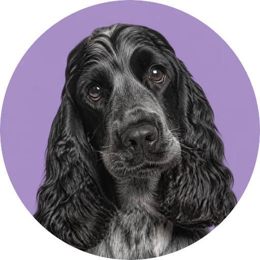 Retrato de cachorro da raça Cocker Spaniel Inglês com leve inclinação da cabeça em fundo lilás