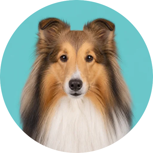 Retrato frontal de cachorro da raça Collie em fundo turquesa