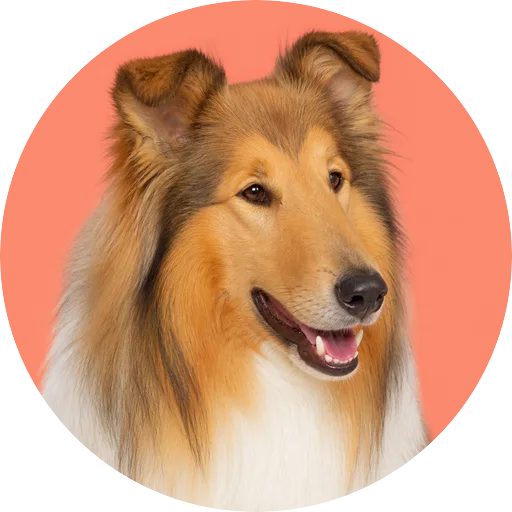 Retrato em ângulo três quartos de cachorro da raça Collie em fundo coral