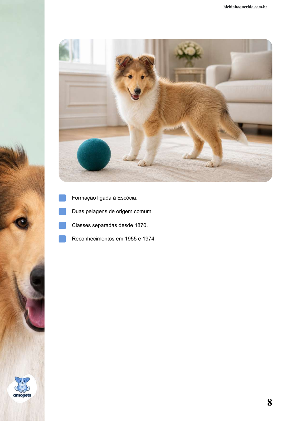 características do Collie no e-book Guia de Como Cuidar do Collie