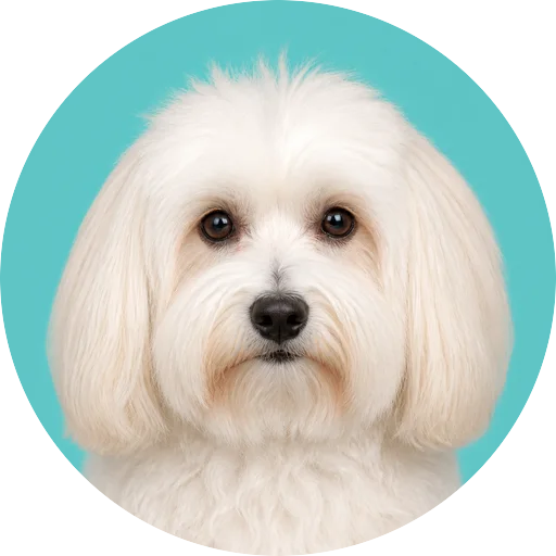 Retrato frontal de cachorro da raça Coton de Tulear em fundo turquesa
