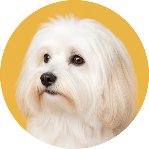 Retrato em ângulo três quartos de cachorro da raça Coton de Tulear em fundo mostarda
