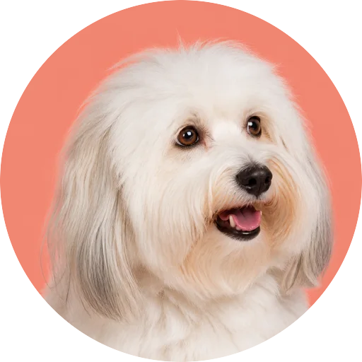 Retrato em ângulo três quartos de cachorro da raça Coton de Tulear em fundo coral
