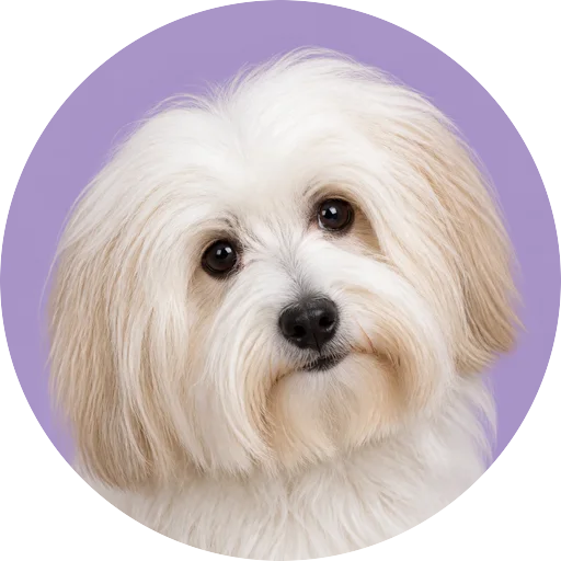 Retrato de cachorro da raça Coton de Tulear com leve inclinação da cabeça em fundo lilás
