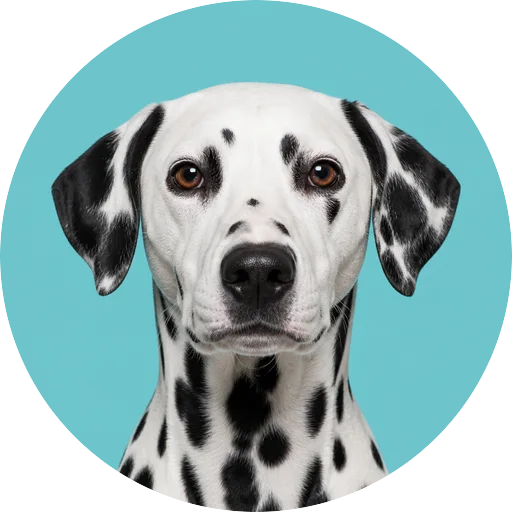 Retrato frontal de cachorro da raça Dálmata em fundo turquesa