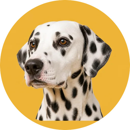 Retrato em ângulo três quartos de cachorro da raça Dálmata em fundo mostarda