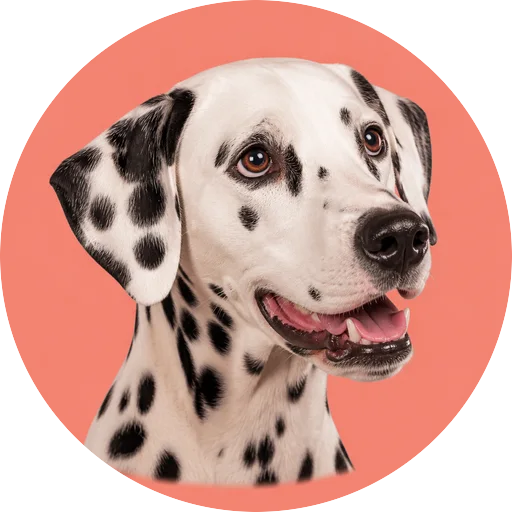 Retrato em ângulo três quartos de cachorro da raça Dálmata em fundo coral