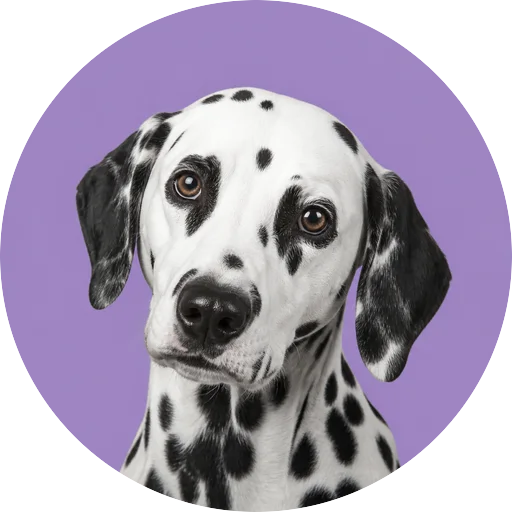 Retrato de cachorro da raça Dálmata com leve inclinação da cabeça em fundo lilás